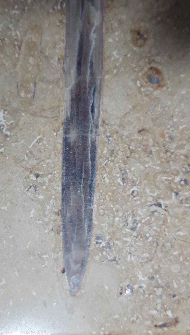 Hibolithes sp. (MONTFORT 1808) - Bild &copy; FossNet FossilienStore